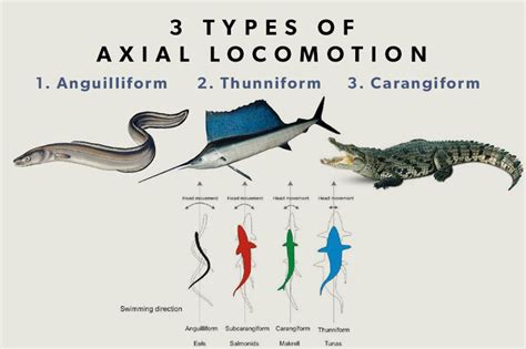 There Are Three Major Types Of Axial Locomotion In Aquatic Animals