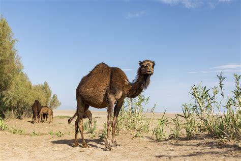 brown camel during daytime photo – Free Animal Image on Unsplash