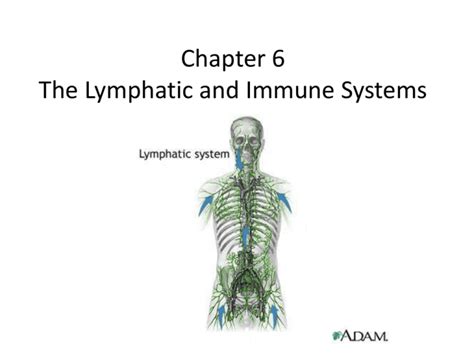 Chapter The Lymphatic And Immune Systems