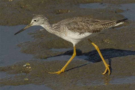 Greater Yellowlegs | San Diego Bird Spot