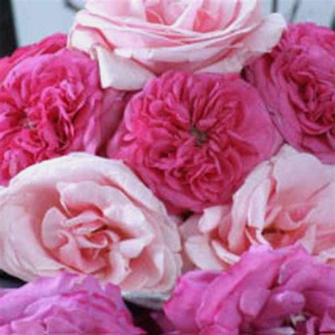Garden Rose Baronesse Hot Pink Bulk Wholesale Blooms By The Box