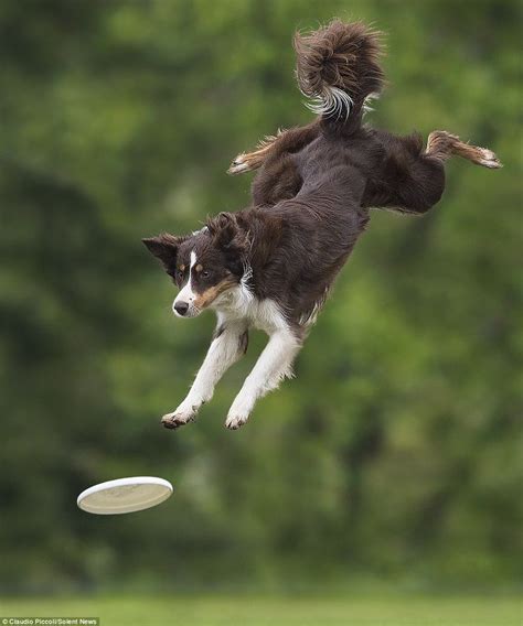 Incredible Photos Show Border Collies Jumping To Catch Owners Frisbee