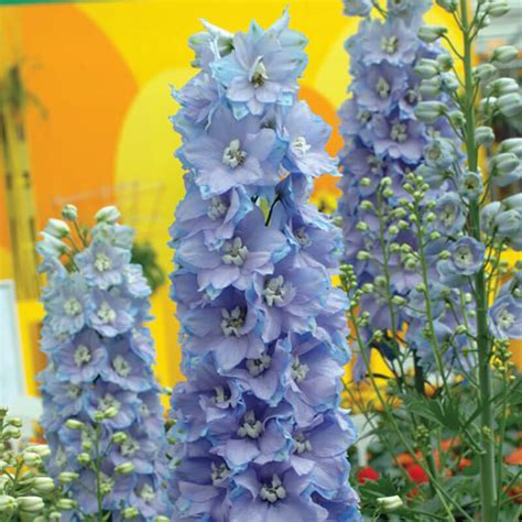 Topashellbleu light topaz soft blue. Delphinium - testing.stars-plant.nl