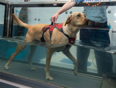 Hydrotherapy For Dogs What Is It And What Are The Benefits Power Paws