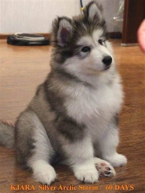 Best Images And Pictures Ideas About Giant Alaskan Malamute Puppies