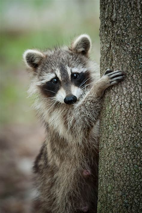 However, they are sometimes active in the daylight, especially to take advantage of food sources. Saw a Raccoon Outside in the Daytime? It Might Not Be What ...