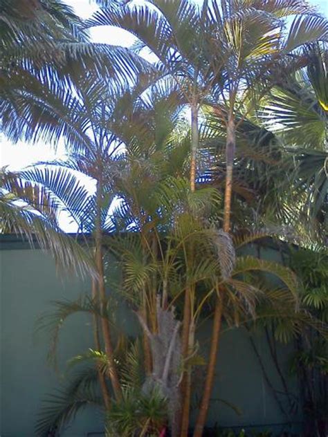 The areca palm, or dypsis lutescens (formerly chrysalidocarpus lutescens), is a great palm for a tropical splash in the summertime on home patios and building entrances in northern climates. The Areca Palm - Dypsis lutescens