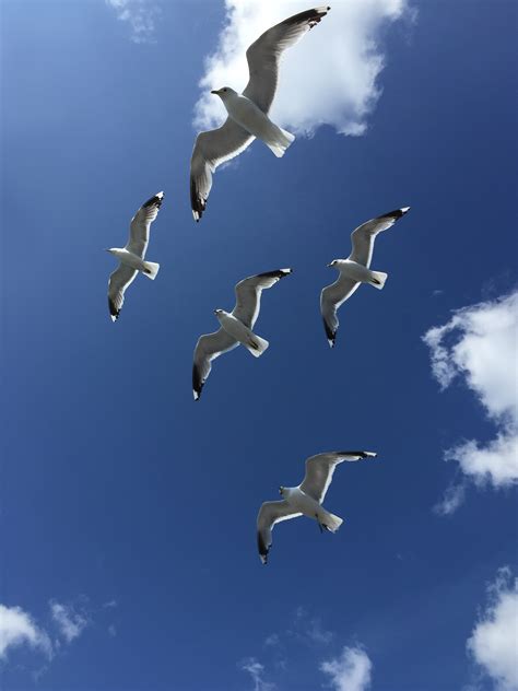 Free Images Bird Wing Seabird Fly Gull Flight Blue Sky Birds