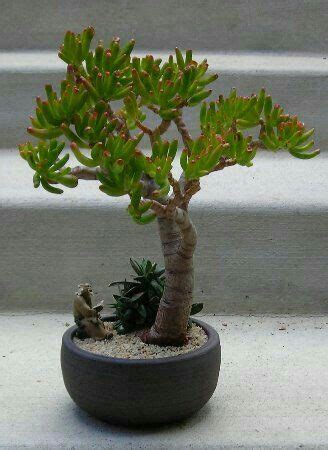 We did not find results for: Pin by 동훈 이 on BONSAI | Jade bonsai, Indoor bonsai tree ...