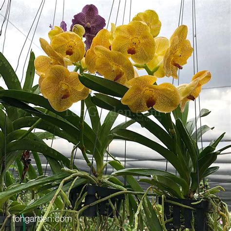 Hanging Vanda Hybrid Toh Garden Singapore Orchid Plant And Flower Grower