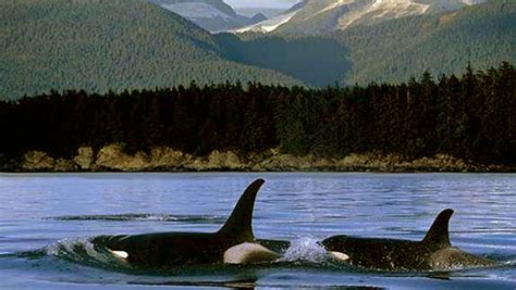 Enjoy 2015s Most Popular Kayak Tour With Orca Whales