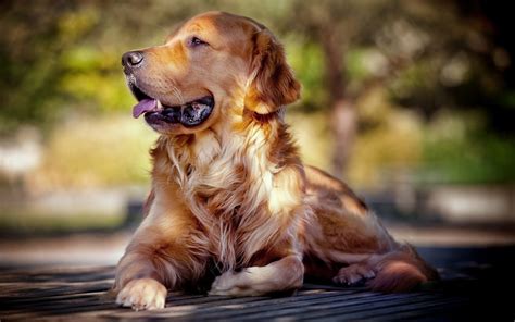 Golden Retriever Breed Profile Australian Dog Lover