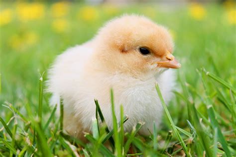 Raising Chickens 101 How To Raise Baby Chickens At Home The Old