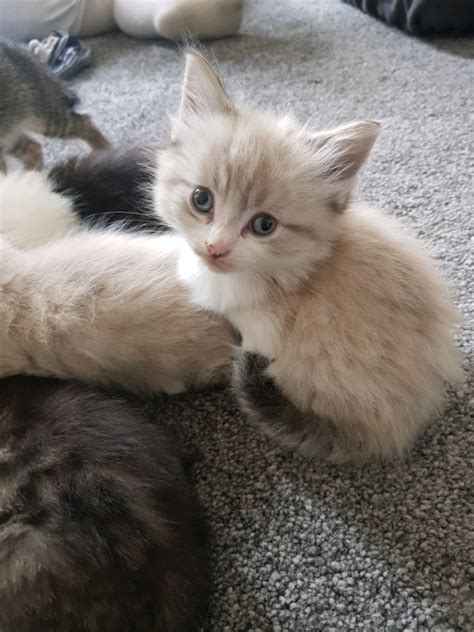 Beautiful Bengal X Ragdoll Kitten Sold In Leicester Leicestershire