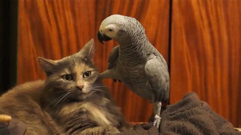Parrot Annoys Cat Youtube
