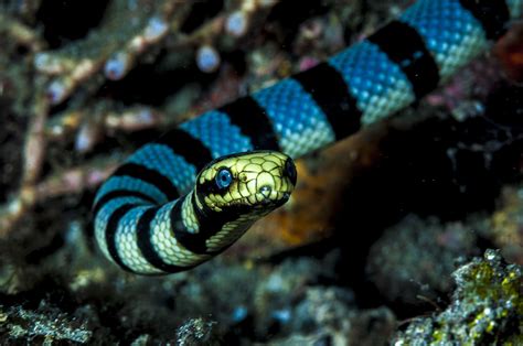 Venomous Sea Snake Facts Hydrophiinae And Laticaudinae