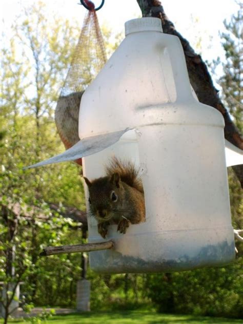 25 Free Diy Squirrel Feeder Ideas And Plans For Your Backyard 2024