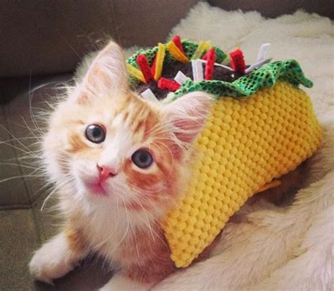 Taco Kitten Pictures Photos And Images For Facebook