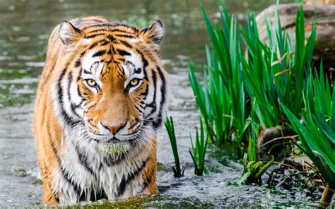 Tiger In Water Hd Wallpapers Hd Wallpapers Id 21745