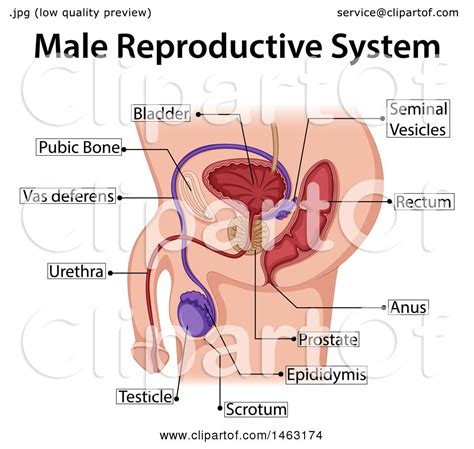 Male human anatomy vector diagram. Clipart of a Medical Diagram of the Male Reproductive System - Royalty Free Vector Illustration ...