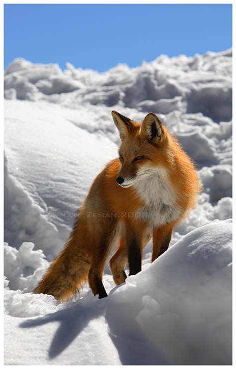 Foxes Fox Photo Fanpop