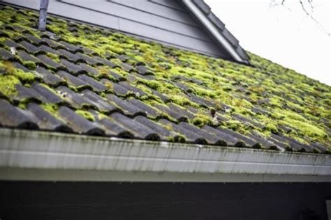 How To Remove Mold From Your Roof Sando Roofing