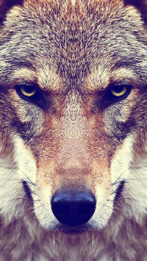 Wolf Face Wallpapers Wallpaper Cave