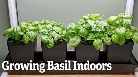 Growing Basil Indoors Youtube