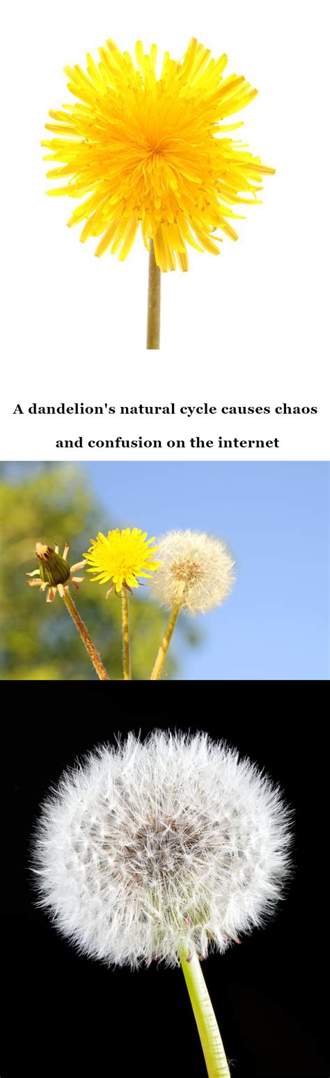 A Dandelions Natural Cycle Causes Chaos And Confusion On The Internet