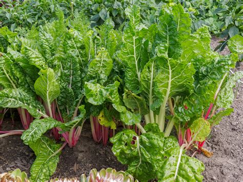 Growing Swiss Chard In A Home Garden University Of Maryland Extension