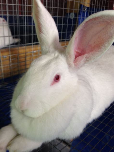 Florida White. Florida White Rabbit, Meat Rabbits, Rabbit Breeds, White