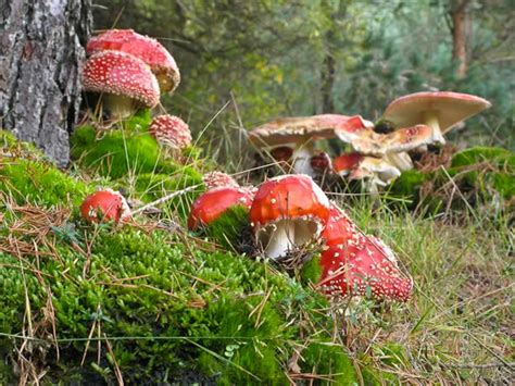 Tipos De Setas Y Hongos Y Su Función En El Bosque