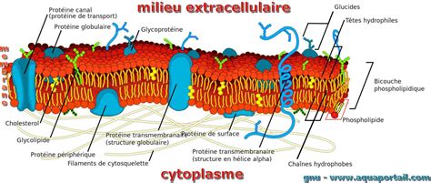 Membrane Cellulaire Définition Illustrée Et Explications
