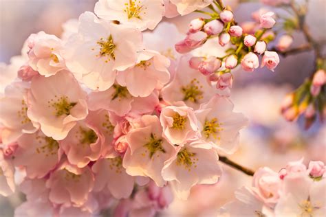 Flowers Cherry Blossom Pink 4k Wallpaper Best Wallpapers