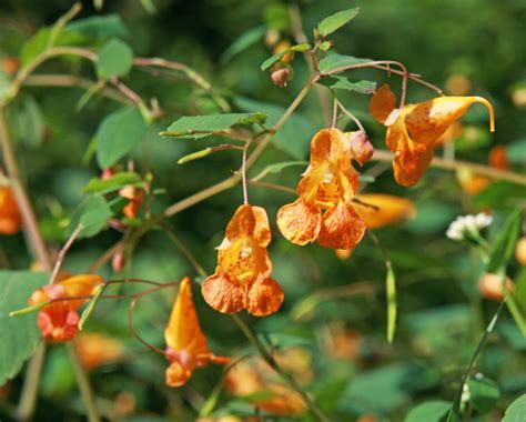 Jewelweed Impatiens Capensis Wisconsin Horticulture
