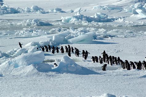 With all the talk about climate change and how it's slowly killing wildlife, have you ever wondered how many roughly 40 million of the flightless birds live in the southern hemisphere, with populations of most penguin species are decreasing, and experts are worried because penguins are so much. Where Do Penguins Live? Detailed Information About Their ...