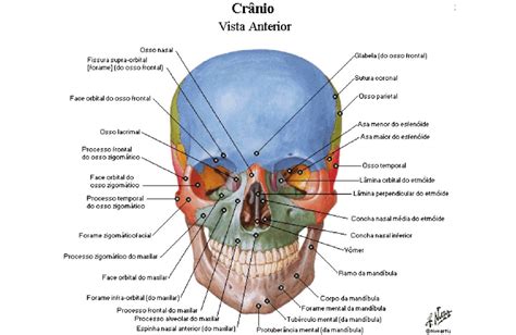Viscerocrânio Anatomia Papel E Caneta