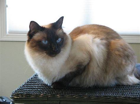 Balinese Cat Info Personality Kittens Pictures