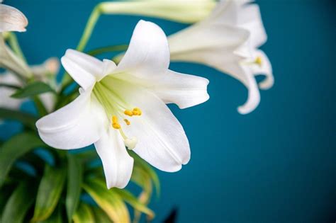 How Long Do Easter Lilies Last Krostrade