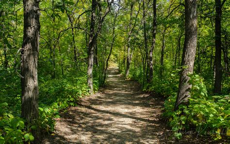 Forest Path Spruce Woods Manitoba A Sun Dappled Forest P Flickr