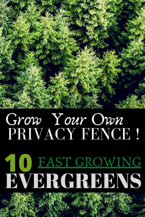 Fast Growing Evergreen Trees For Privacy G4rden Plant