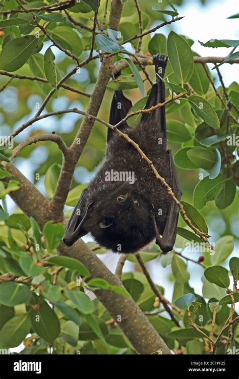 isla de navidad flying fox pteropus natalis hembra adulta colgando del árbol especie en