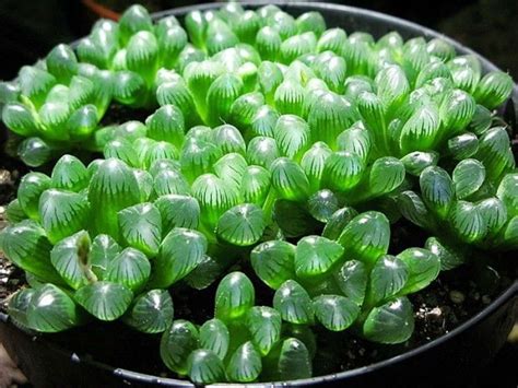 Always nice to come across haworthia truncata while out exploring. Haworthia cooperi var. truncata | Small succulent plants ...