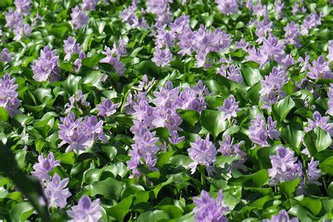 Water hyacinth (Eichhornia crassipes) - Stock Image - B808/1481 - Science Photo Library