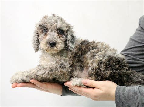 Poodle Dog Male Blue Merle 2875919 My Next Puppy
