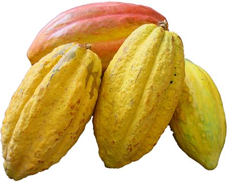 Cacao Beans Png Image Cacao Beans Cacao Theobroma Cacao