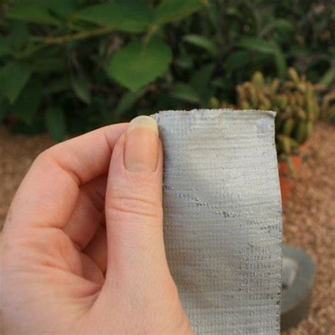 Cactus thorns— spikes and glochids. Remove Cactus Thorns With Ease | Cactus, How to remove ...