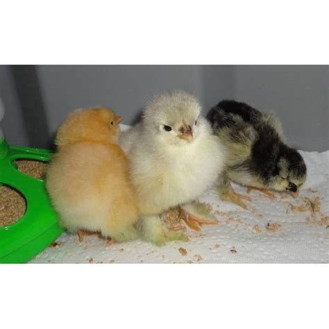 Cackle Hatchery Cochin Assorted Chickens Straight Run Male And