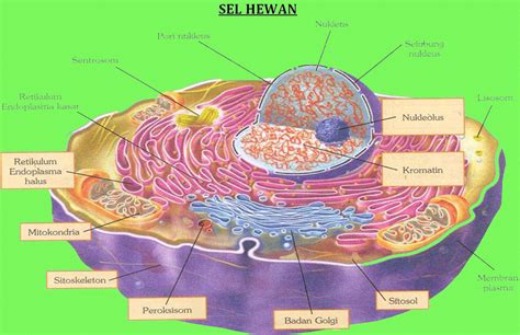 Sementara itu sel hewan hanya. Struktur dan Fungsi Komponen Organel Sel Hewan | Wasiwa