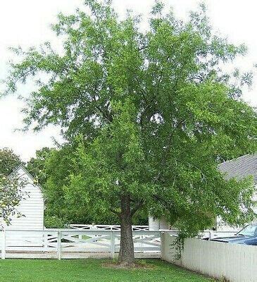 Since china has a varying temperature which ranges from tropical to temperate, different fruits grow in different south china is particularly prominent when it comes to planting and harvesting fruits. JUJUBE 10 SEEDS chinese dates fruit tree tropical seed ...